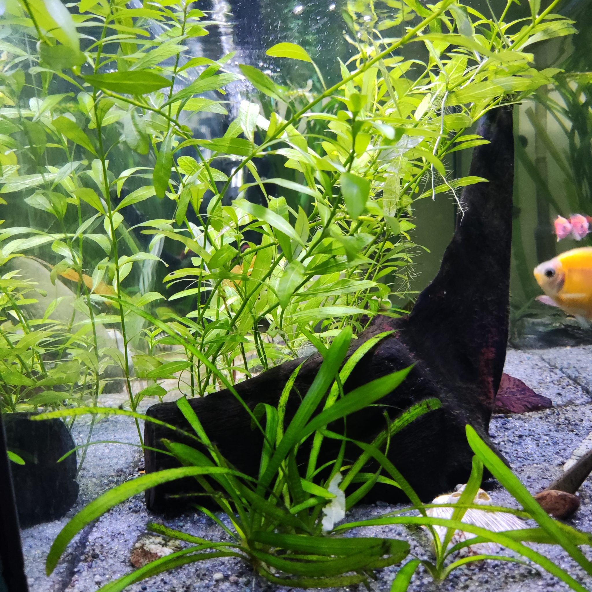 Image showcasing Aquarium Plants in Gravel: Pros, Cons, Tips, and Species