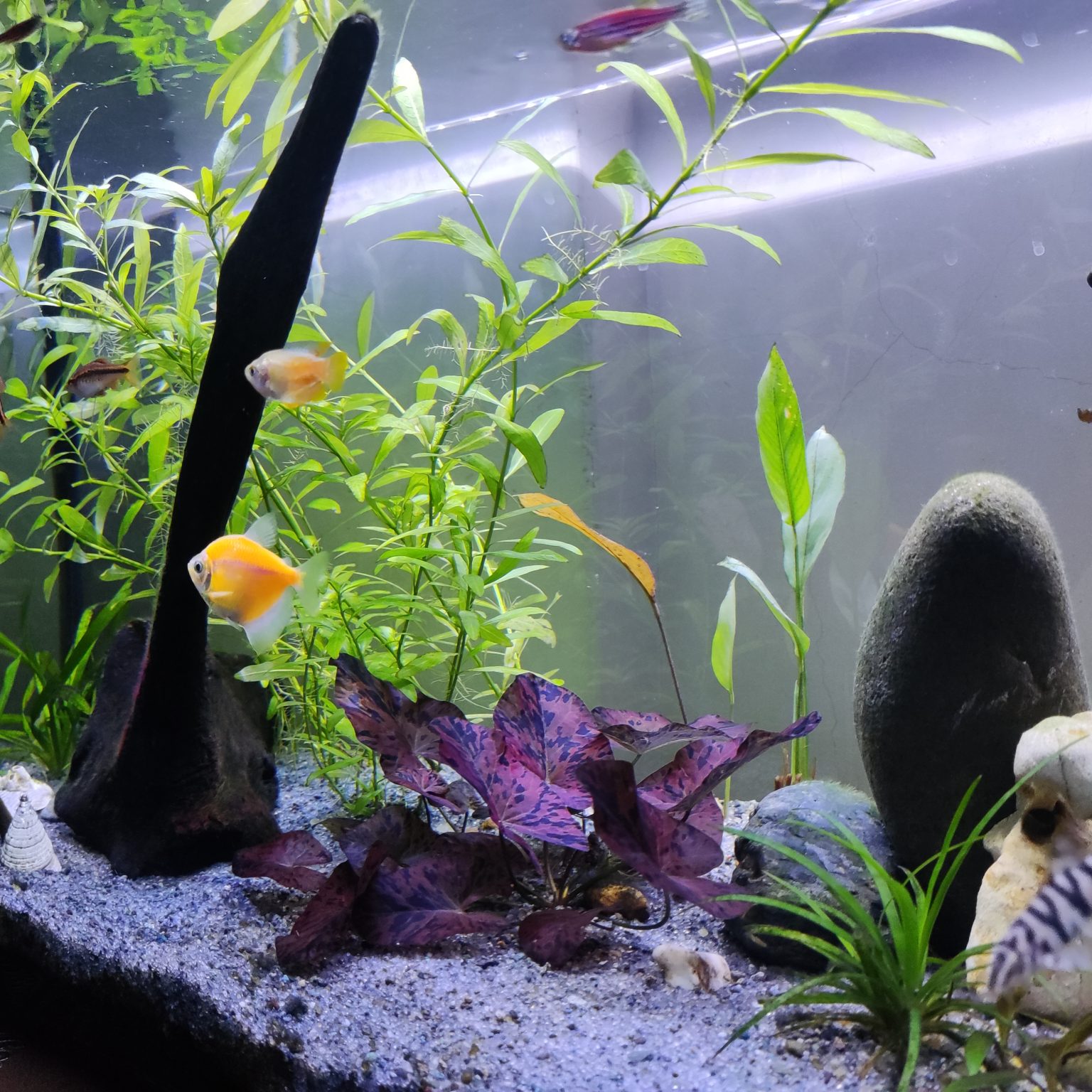 Aquarium Plants in Gravel Pros, Cons, Tips, and Species