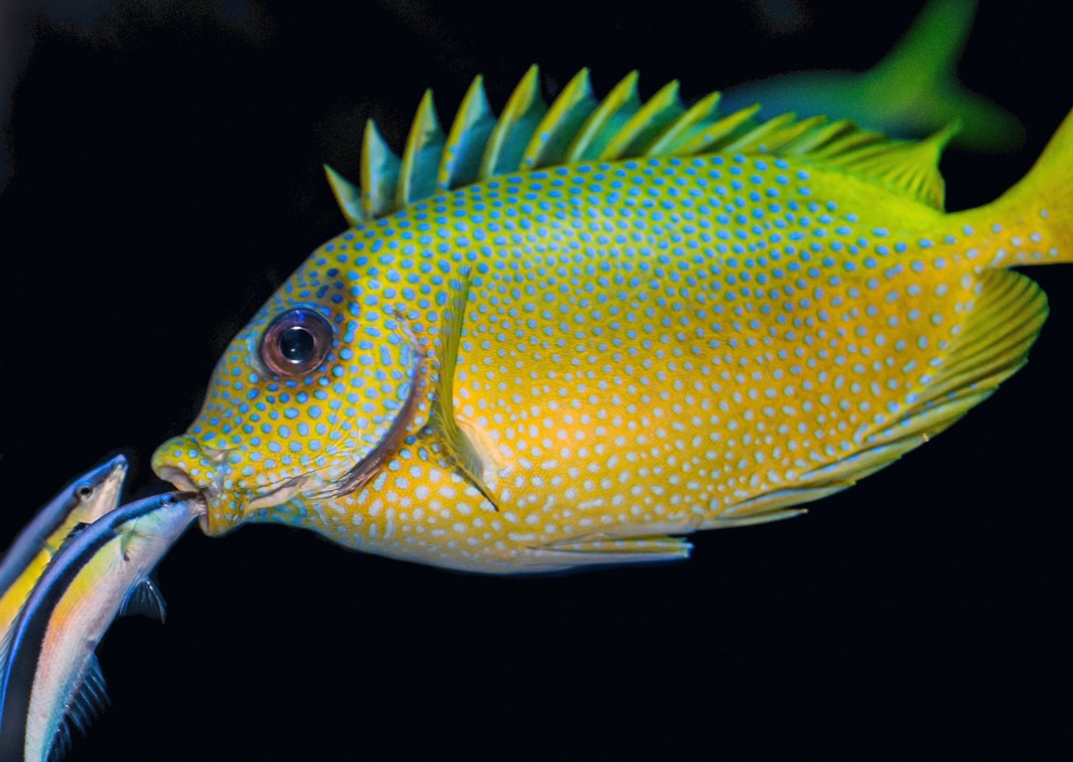By Fish Can Fish Die from Overfeeding and How Much Food is Enough