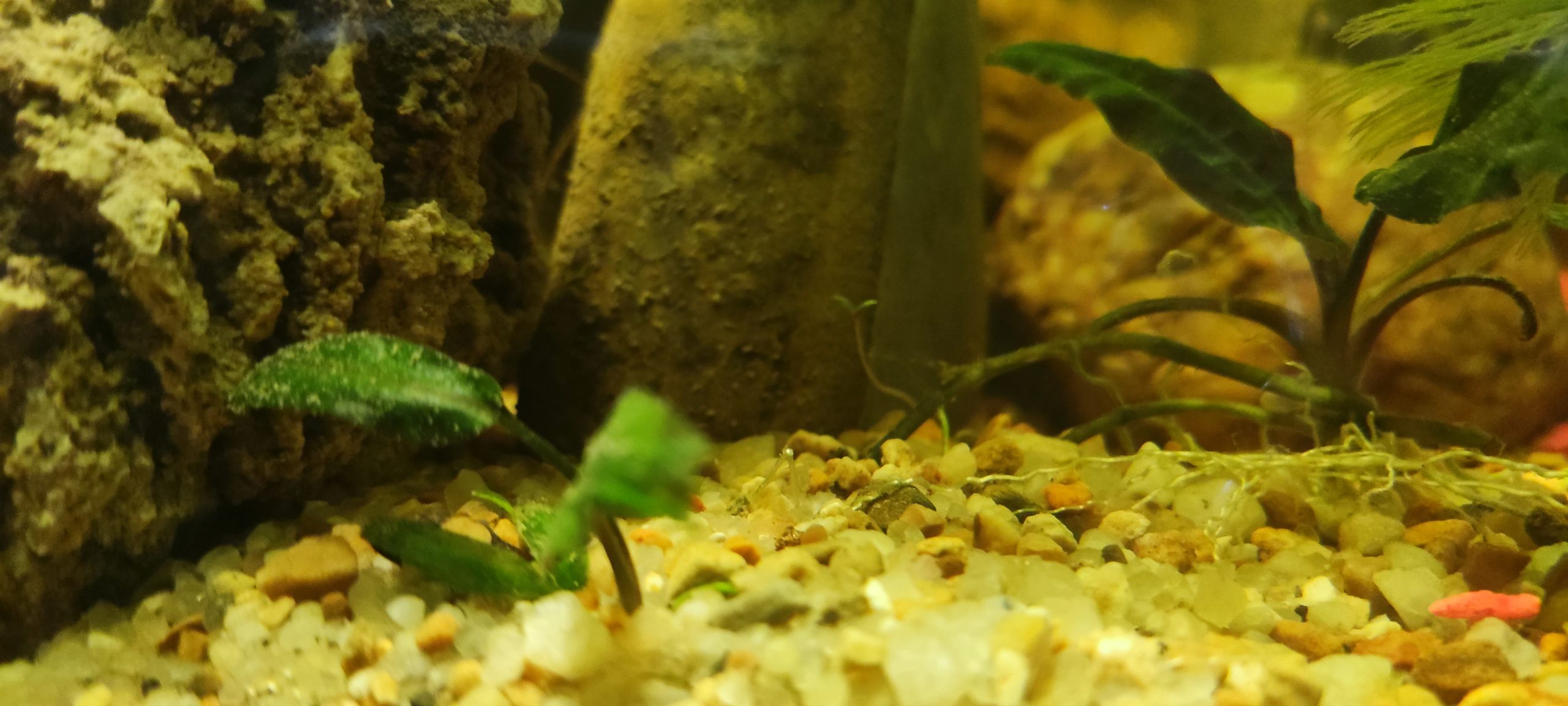 12 Benefits of Live Plants in an Aquarium (Pros and Cons)  Fish tank  plants, Freshwater aquarium plants, Betta aquarium