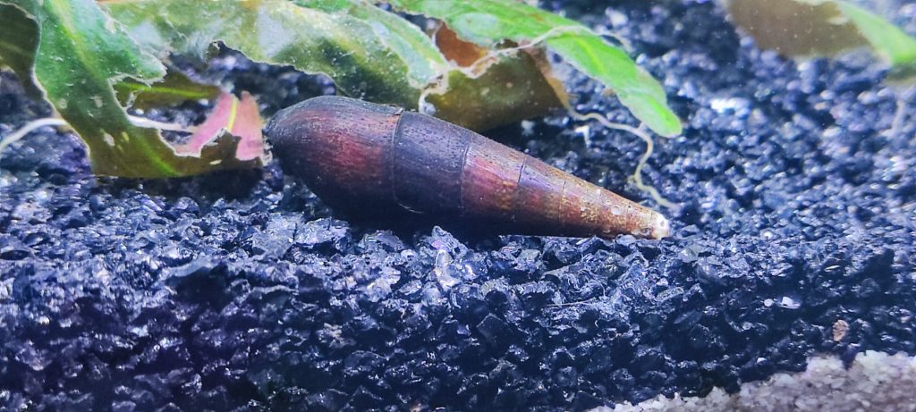 Photo inspiration: Gallery Detail: Malaysian Trumpet Snail Care Breeding And Population Control